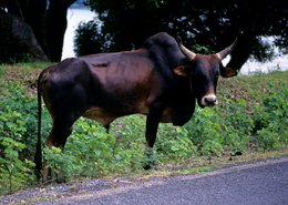 Animaux;-Archipel-des-Comores;-Bovin;-Élevage;-France;-Kaleidos;-Kaleidos-images;-La-parole-à-limage;-Laurent-Abad;-Mayotte;-Nature;-Océan-Indien;-Route;-Stories-Pictures;-Zébu